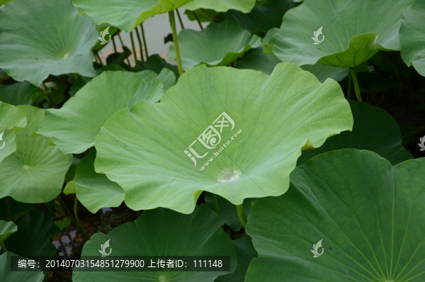 荷葉背景圖片素材