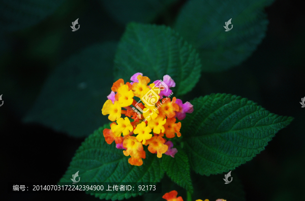 五色梅