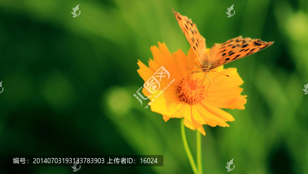 花枝上的花蝴蝶