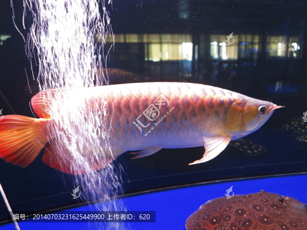 龍魚