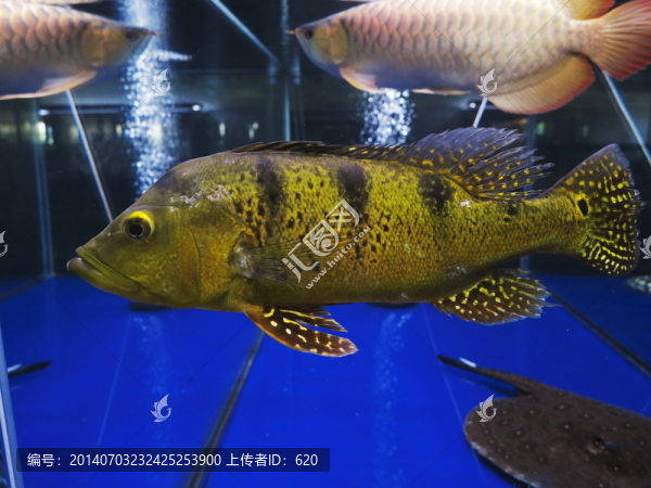 魚(yú)