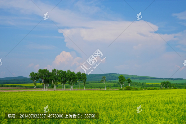 田野