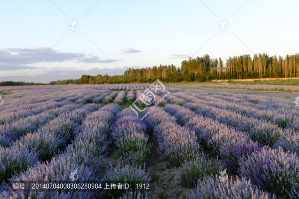 薰衣草