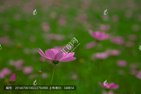 野花