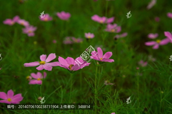 野花