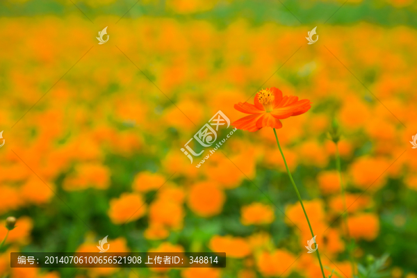 野花