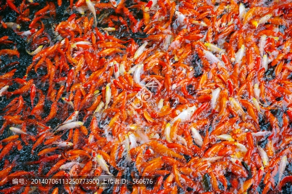 錦鯉