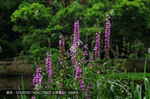 花,綠色