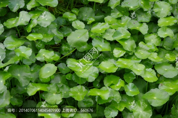 銅錢草