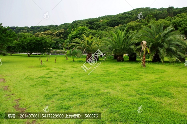 草坪