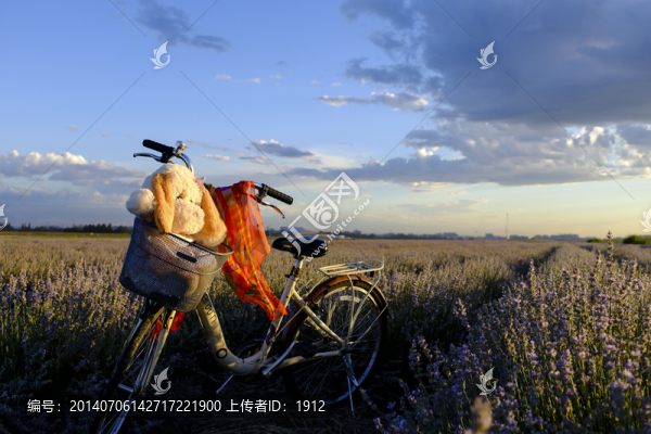 薰衣草單車