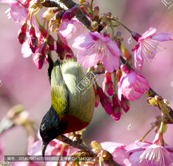 太陽(yáng)鳥,櫻花