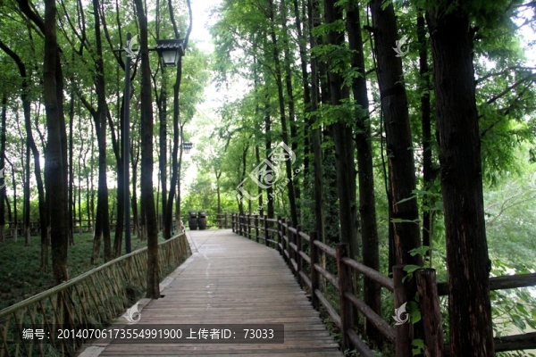 烏鎮(zhèn),東柵,,林蔭路