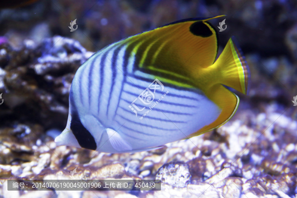 觀賞魚