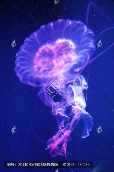 水母