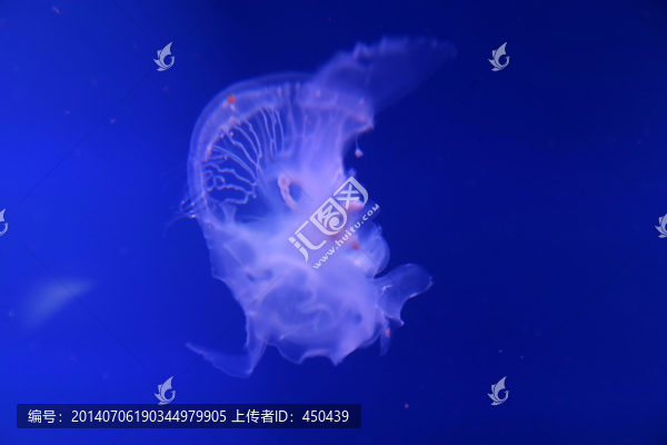 水母