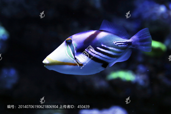 炮彈魚