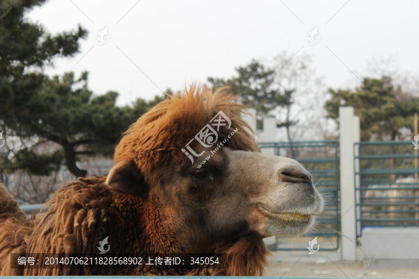 動物攝影,駱駝
