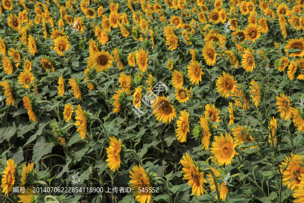 2880葵花