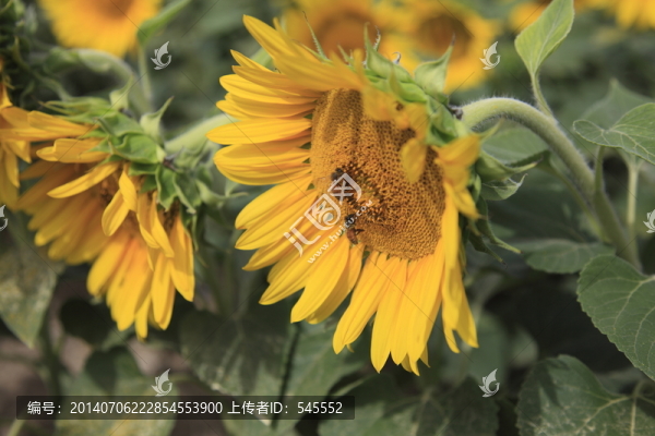 葵花頭