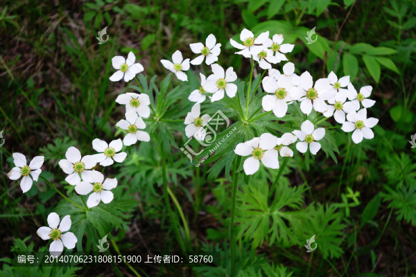二歧銀蓮花