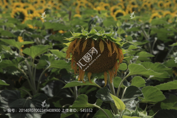 葵花