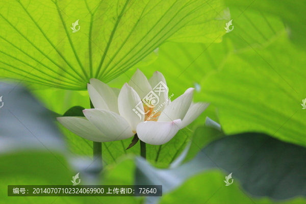 荷塘