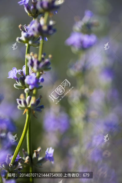 薰衣草,香料,花卉