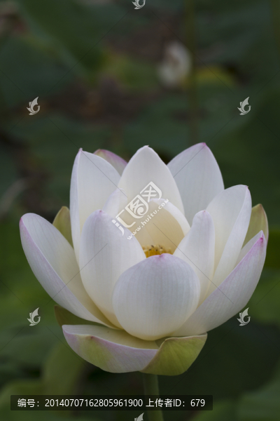 荷花,蓮花,睡蓮