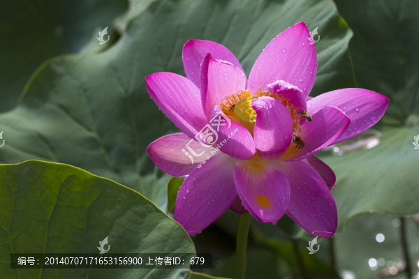 荷花,蓮花,睡蓮