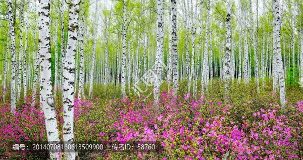 杜鵑花盛開的白樺林