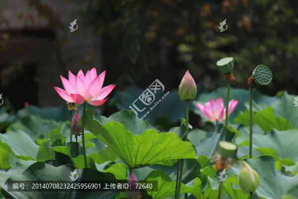 盛開的荷花