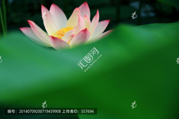 荷意禪禪