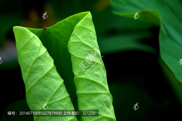 卷曲的荷葉