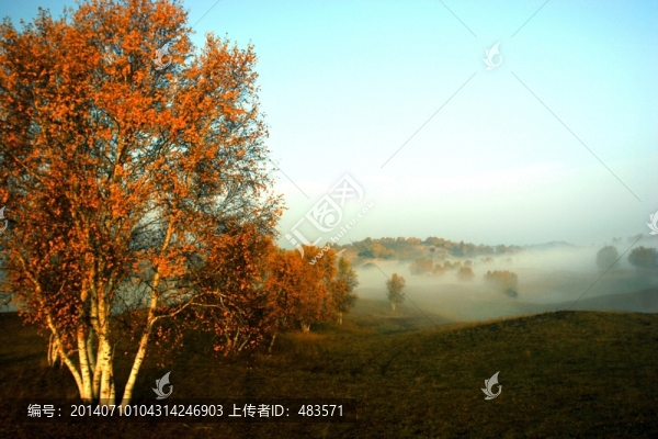 樹(shù)