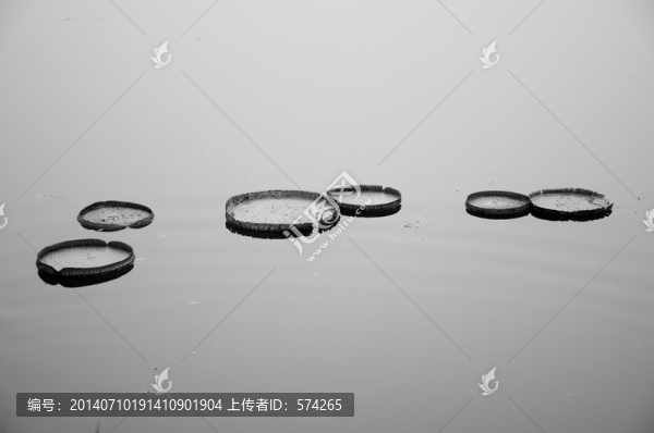 浮動(dòng)的圖形,浮萍,睡蓮,荷