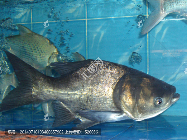 縮骨魚