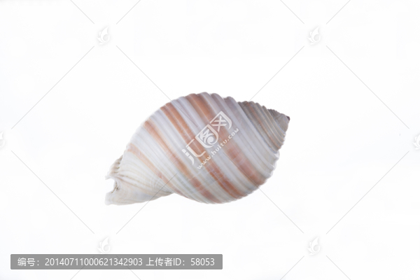 貝殼