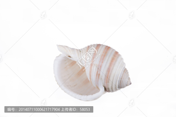 貝殼