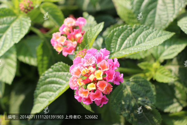 花卉球形花