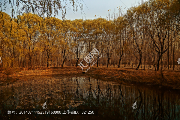 柳樹灣