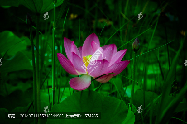 荷花