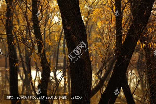 柳樹(shù)林