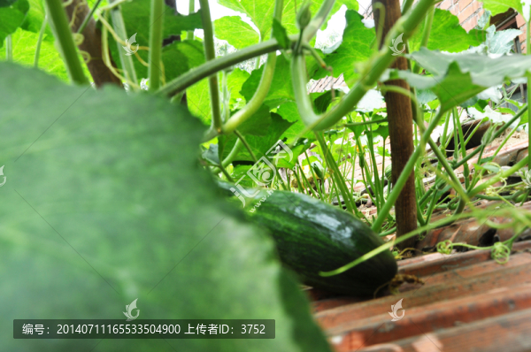 南瓜,窩瓜