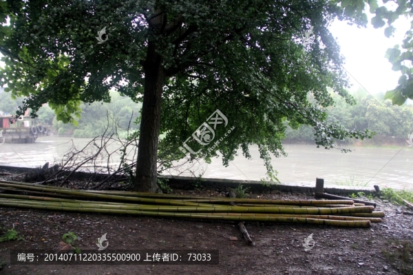 竹子,河邊,河水,綠水,大自然