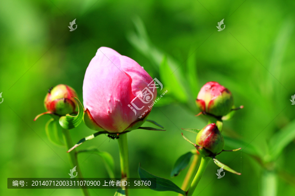 赤芍