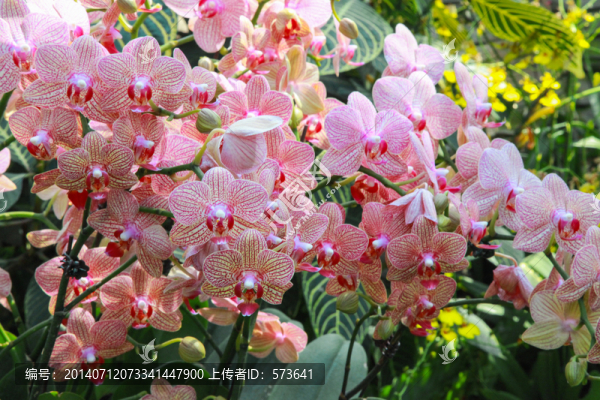 小花