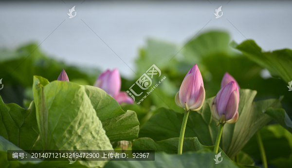 荷花