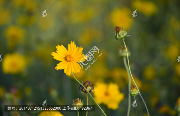 金雞菊