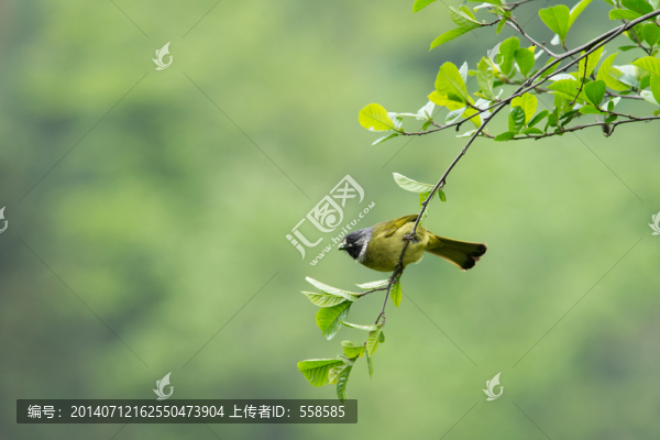 樹枝上的領(lǐng)雀嘴鵯